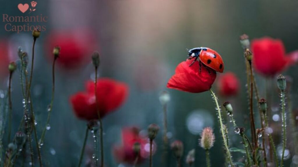 Captions for Nature Photography That Melt Hearts