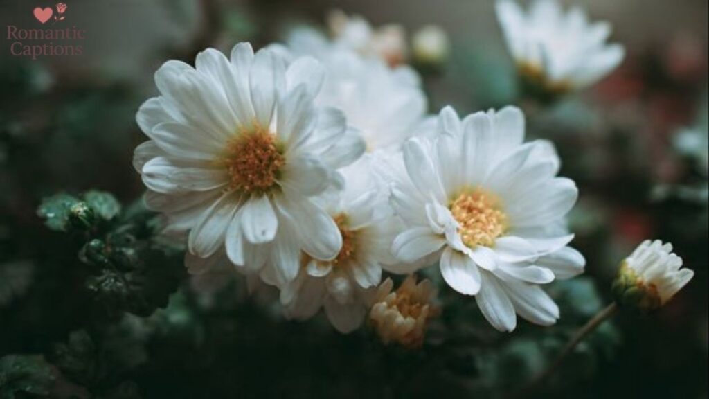 Aesthetic White Flower Captions for Instagram
