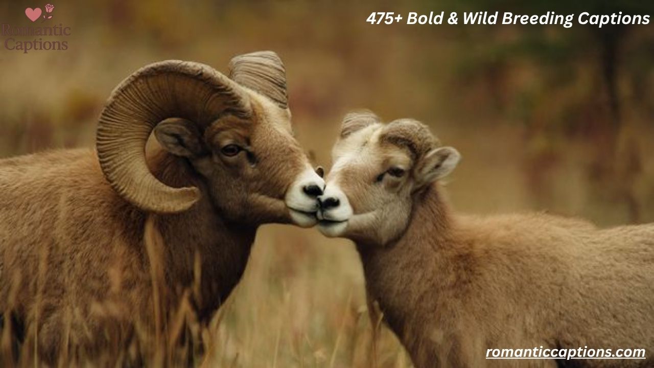 475+ Bold & Wild Breeding Captions That Hit Deep in 2025
